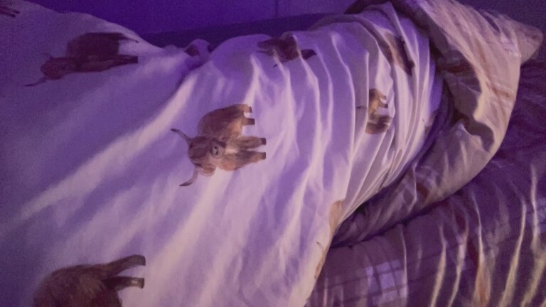 MissThiccc's Streamate show and profile